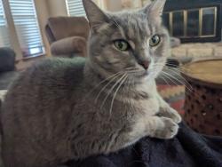 Lost Female Cat last seen Near Brokenshoe Dr , Round Rock, TX 78681