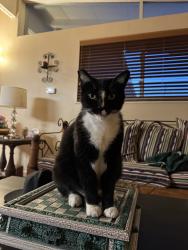 Lost Male Cat last seen Oharte, Tara Hills, CA 94806