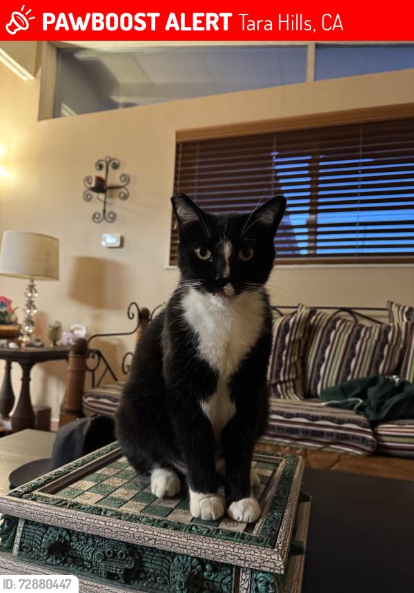 Lost Male Cat last seen Oharte, Tara Hills, CA 94806
