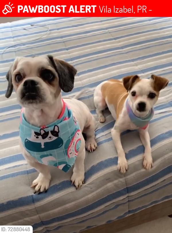 Lost Female Dog last seen Pela rua Sebastião parana minha mãe doou sem eu saber , Vila Izabel, PR 80320-070