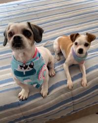 Lost Female Dog last seen Pela rua Sebastião parana minha mãe doou sem eu saber , Vila Izabel, PR 80320-070