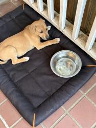 Found/Stray Unknown Dog last seen Old Jonesboro Road , Hapeville, GA 30354