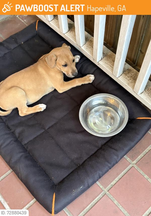 Found/Stray Unknown Dog last seen Old Jonesboro Road , Hapeville, GA 30354