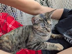 Lost Female Cat last seen Lake Tapps north entrance , Lake Tapps, WA 98391