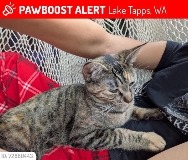 Lost Female Cat last seen Lake Tapps north entrance , Lake Tapps, WA 98391