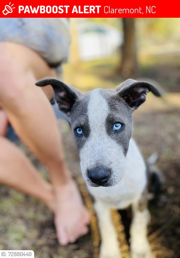Lost Female Dog last seen Saint Vincent Drive, Claremont, NC 28610