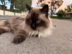 Found/Stray Unknown Cat last seen Millcreek activity center, Millcreek, UT 84106