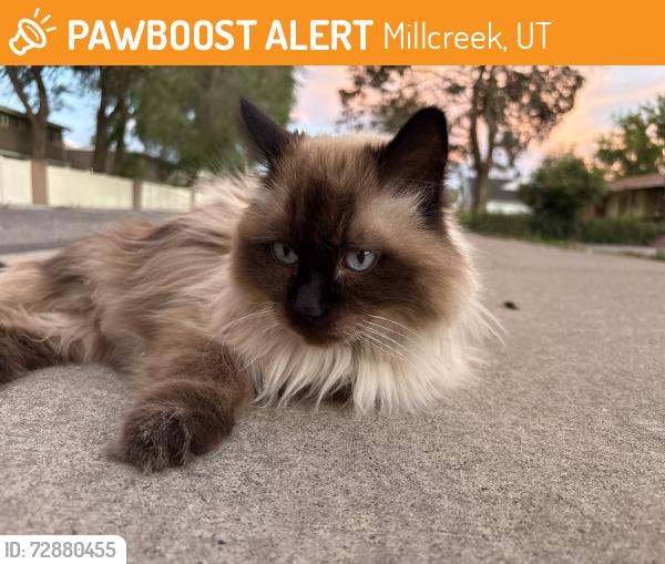 Found/Stray Unknown Cat last seen Millcreek activity center, Millcreek, UT 84106