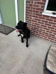 Found/Stray Male Dog last seen Glennon Heights School , Lakewood, CO 80226