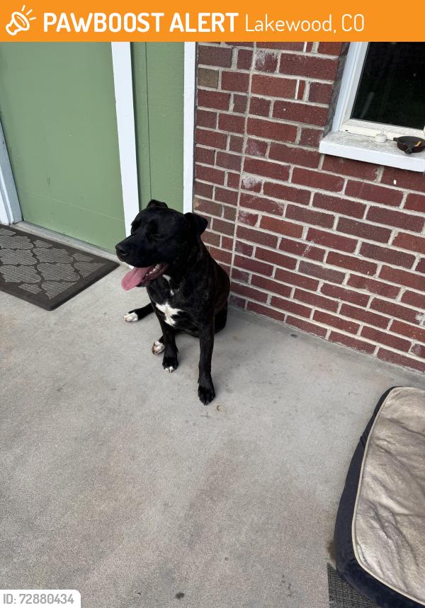 Found/Stray Male Dog last seen Glennon Heights School , Lakewood, CO 80226