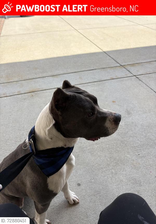 Lost Male Dog last seen unknown , Greensboro, NC 27401