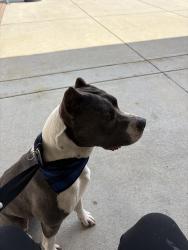 Lost Male Dog last seen unknown , Greensboro, NC 27401