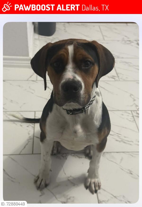 Lost Male Dog last seen Bishop Arts, Dallas, TX 75208