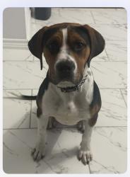 Lost Male Dog last seen Bishop Arts, Dallas, TX 75208