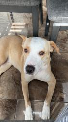 Found/Stray Female Dog last seen Kings Mill on Russel Palmer, Kingwood, TX 77339