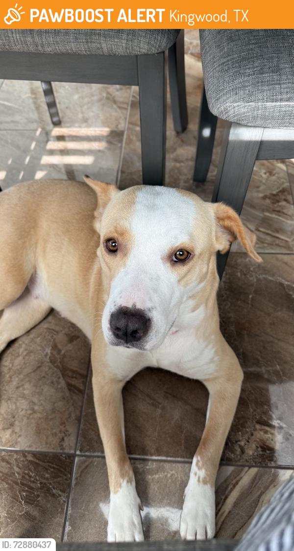 Found/Stray Female Dog last seen Kings Mill on Russel Palmer, Kingwood, TX 77339
