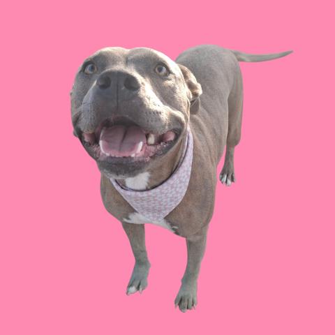 Shelter Stray Female Dog last seen Near BLOCK VALENCIA DR, BAKERSFIELD CA 93306, Bakersfield, CA 93308