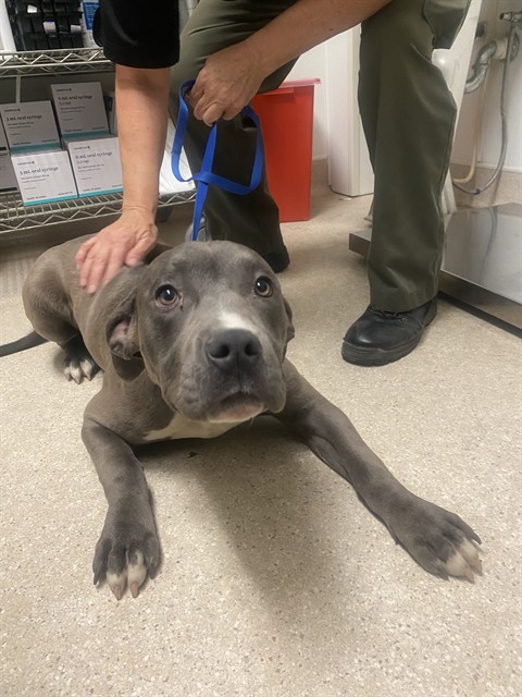 Shelter Stray Male Dog last seen Near BLOCK BARSTOW RD, MOJAVE CA 93501, Bakersfield, CA 93308