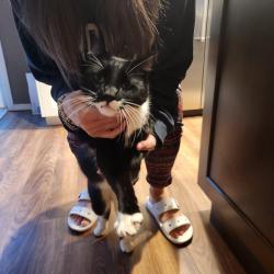 Found/Stray Male Cat last seen 18th, Puyallup, WA 98374