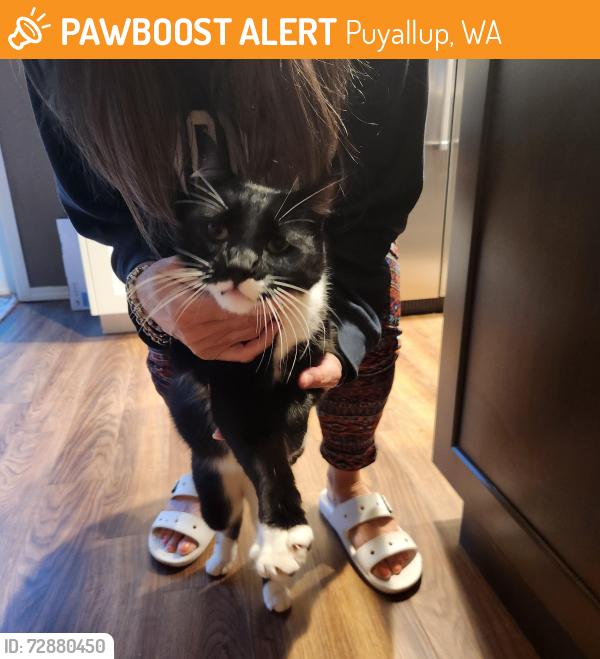 Found/Stray Male Cat last seen 18th, Puyallup, WA 98374