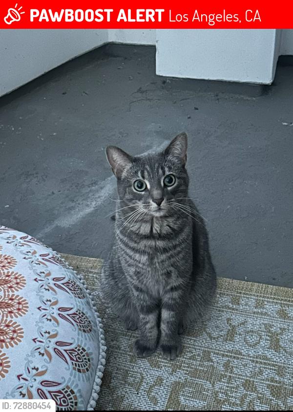 Lost Female Cat last seen north hollywood high school, ben ave, chandler, radford , Los Angeles, CA 91607