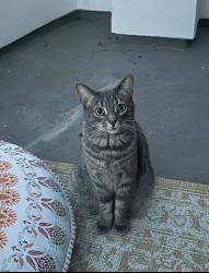 Lost Female Cat last seen north hollywood high school, ben ave, chandler, radford , Los Angeles, CA 91607