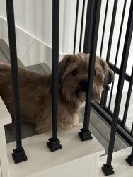 Reunited Female Dog last seen Cottingham , Houston, TX 77048