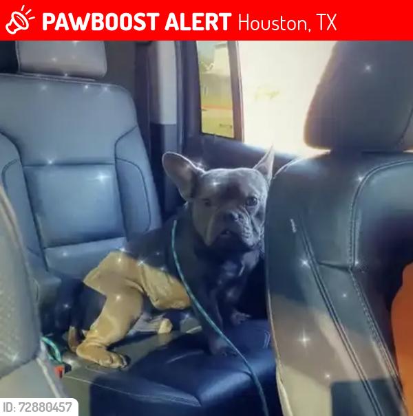 Lost Male Dog last seen Ella Blvd, Houston, TX 77088