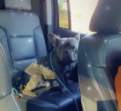 Lost Male Dog last seen Ella Blvd, Houston, TX 77088