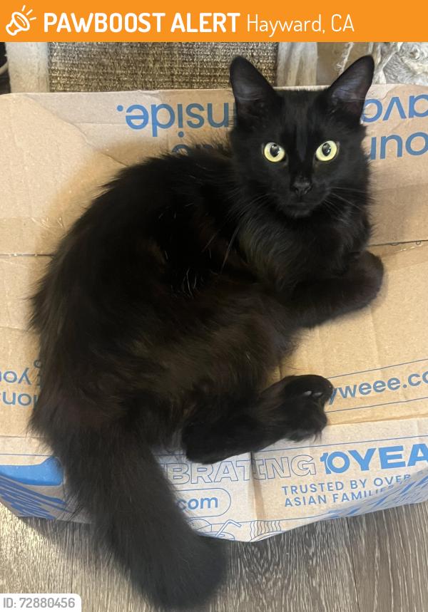 Found/Stray Female Cat last seen Industrial Blvd & Depot Road near The Dutton apmts , Hayward, CA 94544