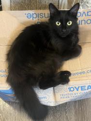 Found/Stray Female Cat last seen Industrial Blvd & Depot Road near The Dutton apmts , Hayward, CA 94544