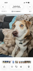 Lost Female Dog last seen Dutch Creek elementary, Littleton, CO 80128