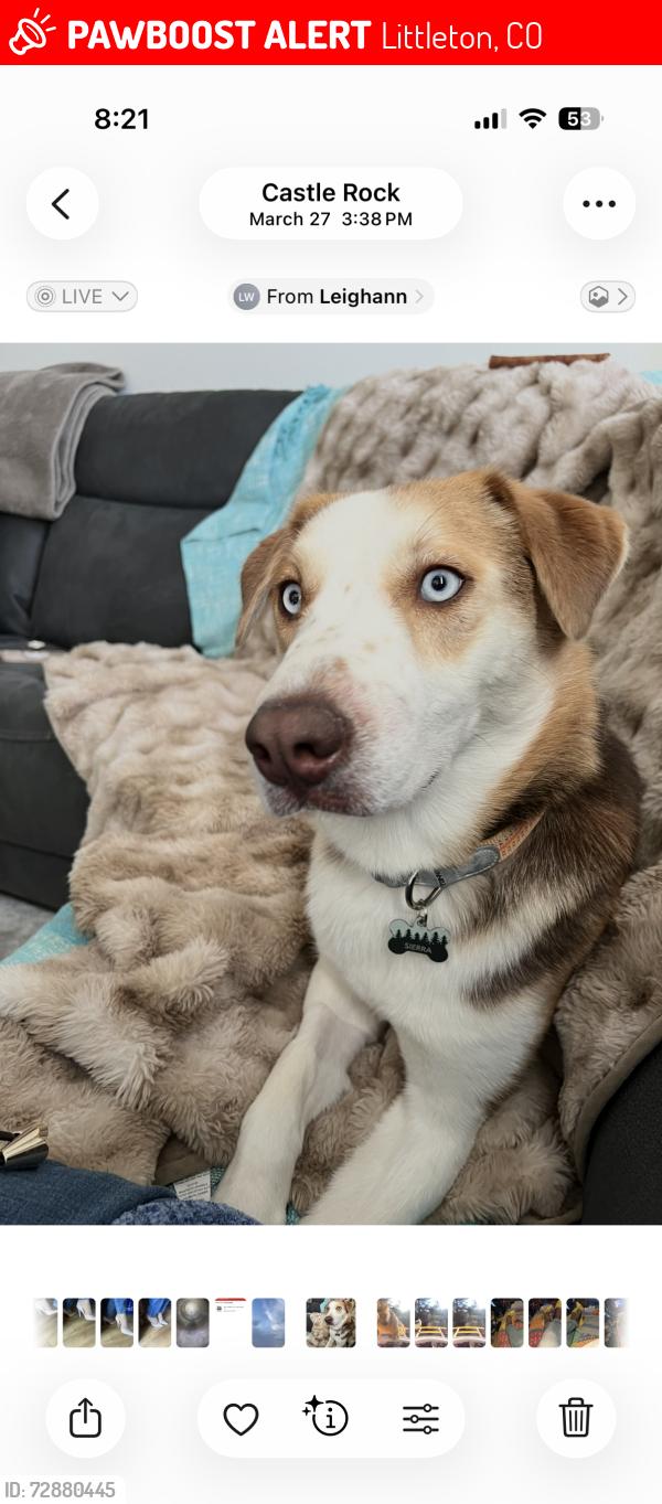 Lost Female Dog last seen Dutch Creek elementary, Littleton, CO 80128