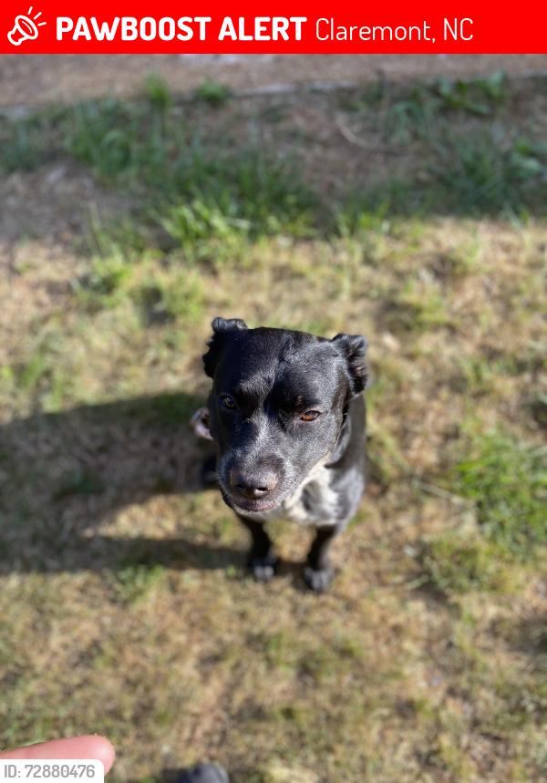 Lost Female Dog last seen Saint Vincent Drive , Claremont, NC 28610