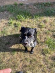 Lost Female Dog last seen Saint Vincent Drive , Claremont, NC 28610