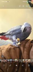 Lost Female Bird last seen Echo St. & S. Avenue 60, Los Angeles, CA 90042