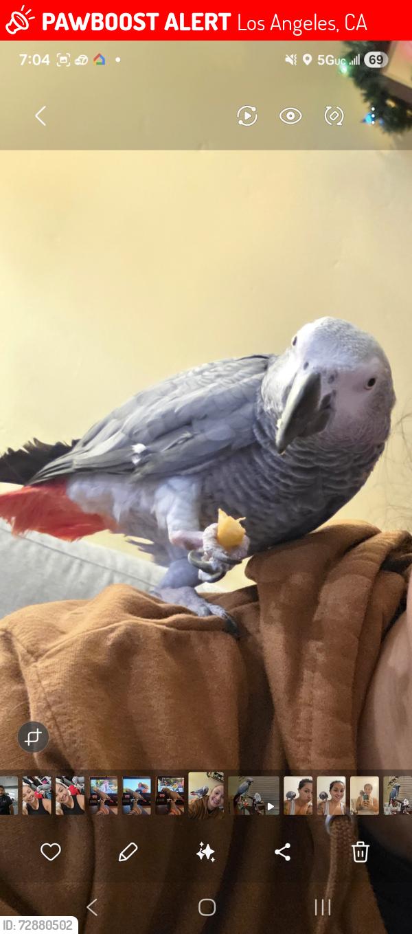 Lost Female Bird last seen Echo St. & S. Avenue 60, Los Angeles, CA 90042
