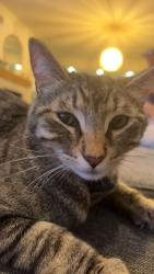 Lost Male Cat last seen Heil and goldenwest, Huntington Beach, CA 92647