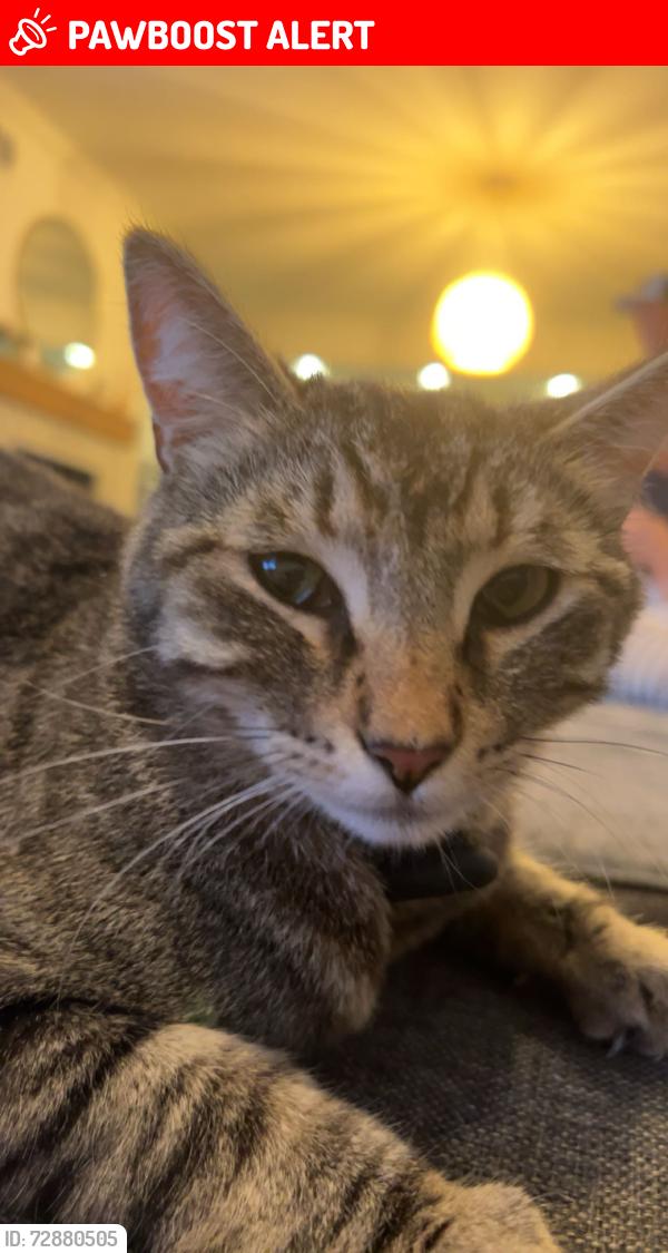 Lost Male Cat last seen Heil and goldenwest, Huntington Beach, CA 92647
