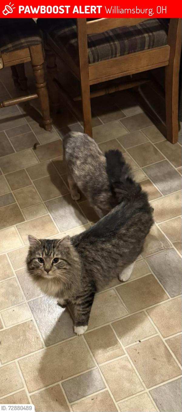 Lost Male Cat last seen Lost lakes sub division off of Bardwell west road he is or was last seen around there , Williamsburg, OH 45176