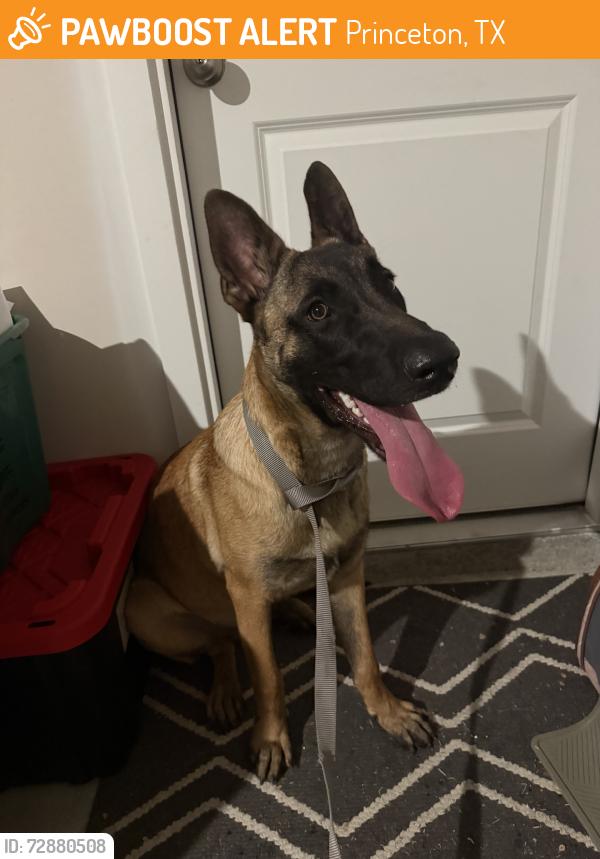 Found/Stray Male Dog last seen Found off of 546, Bridgewater entrance, Taken to Collin County Animal Shelter, Princeton, TX 75407