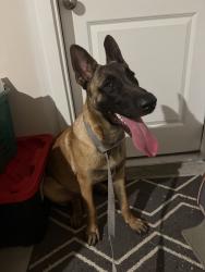 Found/Stray Male Dog last seen Found off of 546, Bridgewater entrance, Taken to Collin County Animal Shelter, Princeton, TX 75407