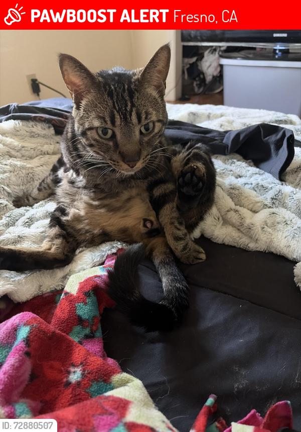 Lost Male Cat last seen Millbrook in between Teague and nees, Fresno, CA 93710