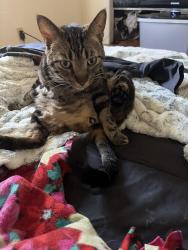 Lost Male Cat last seen Millbrook in between Teague and nees, Fresno, CA 93710