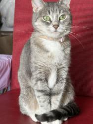 Lost Female Cat last seen Red deer regional hosp, Red Deer, AB T4N 4J5