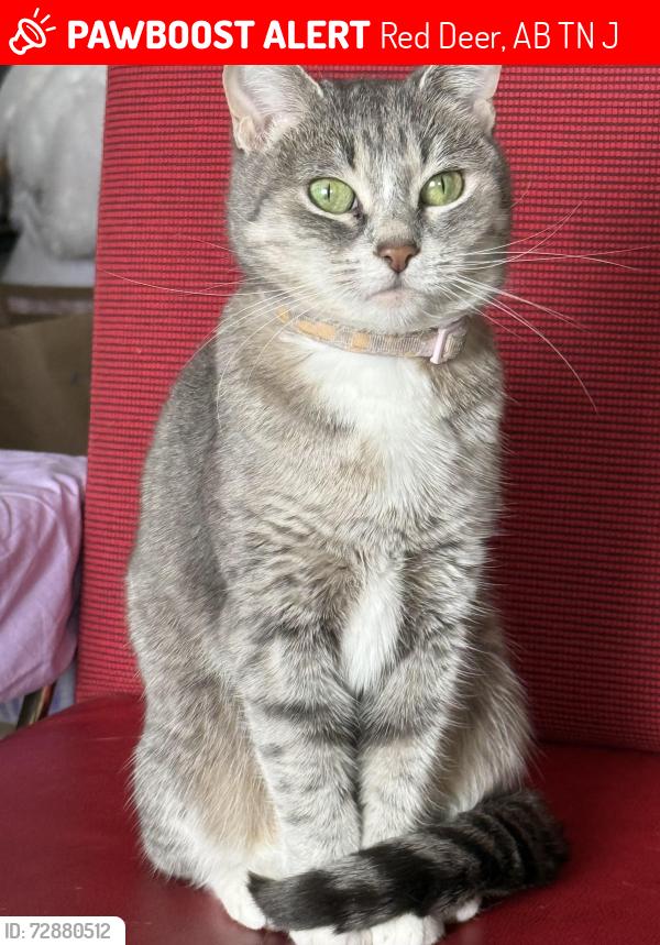 Lost Female Cat last seen Red deer regional hosp, Red Deer, AB T4N 4J5