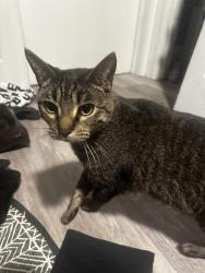 Lost Male Cat last seen Ortega highway, Lake Elsinore, CA 92530