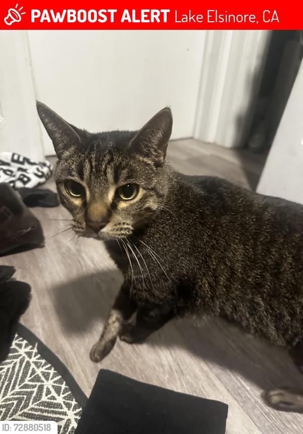 Lost Male Cat last seen Ortega highway, Lake Elsinore, CA 92530