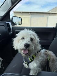 Found/Stray Male Dog last seen Candlewood and Woodruff, Lakewood, CA 90713
