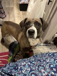 Reunited Female Dog last seen 62nd and Federal, Denver, CO 80221